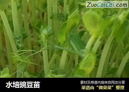 水培豌豆苗