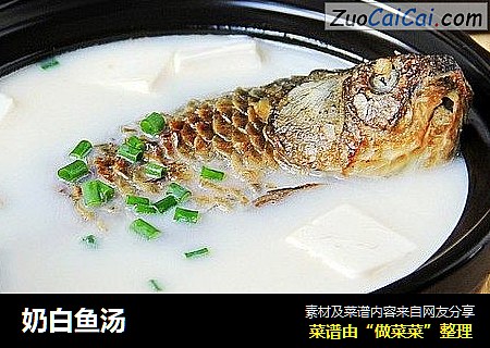 奶白魚湯封面圖