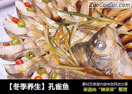 【冬季養生】孔雀魚封面圖