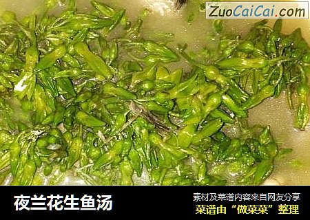 夜蘭花生魚湯封面圖