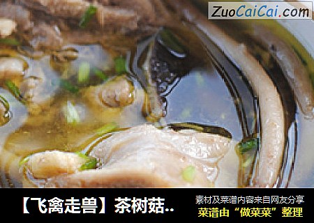【飛禽走獸】茶樹菇土雞湯——食材是靓湯的關鍵封面圖