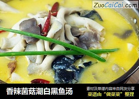 香辣菌菇潮白黑魚湯封面圖