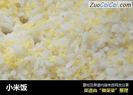 小米飯封面圖