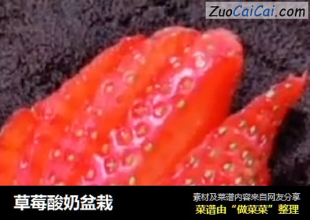 草莓酸奶盆栽封面圖