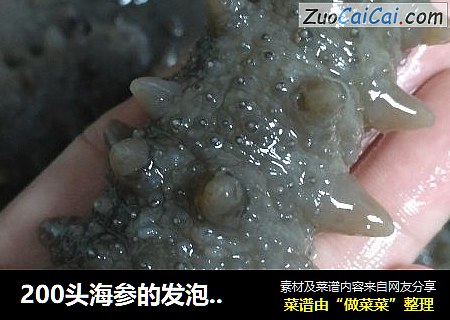 200頭海參的發泡方法封面圖