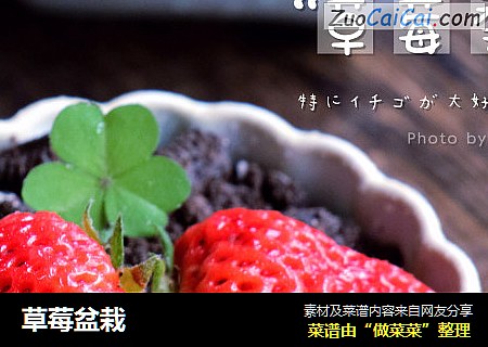 草莓盆栽封面圖