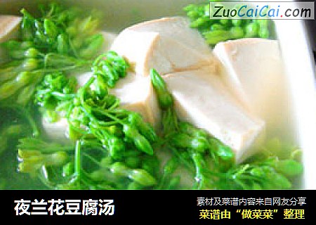 夜蘭花豆腐湯封面圖