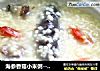 海參香菇小米粥----海參最平民最營養的吃法封面圖
