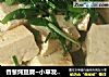 香葱炖豆腐~小草发绿芽的做法
