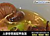 人参枣香菌菇甲鱼汤的做法
