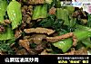 山蘑菇油菜炒肉封面圖