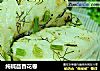 純堿茴香花卷封面圖