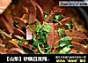 【山东】砂锅白菜炖羊肝的做法