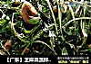 【广东】芝麻菜温拌蘑菇的做法