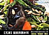 【天津】菠菜拌黑木耳封面圖