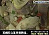 蘇州雞頭米炒春筍鹹肉片封面圖