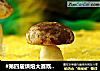 #第四屆烘焙大賽既是愛吃節#造色情懷 蘑菇豆沙包封面圖