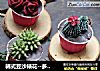 韓式豆沙裱花--多肉植物系列封面圖