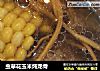 蟲草花玉米炖龍骨封面圖