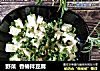 野菜  香椿拌豆腐封面圖