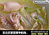 苏北农家宴席中的海鲜菜------------萝卜乌贼汤的做法
