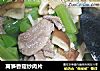 莴筍香菇炒肉片封面圖
