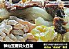 神仙豆腐焖大白菜封面圖