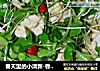 春天裏的小清新-香椿苗拌核桃仁封面圖