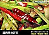 臘肉炒水芹菜封面圖