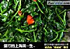 盛行的上海菜--生煸酒香草頭封面圖