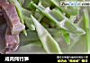 鹹肉炖竹筍封面圖